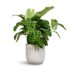 Calathea Zebrina - Zebra Plant -HousePlants Shop Calathea zebrina Zebra Plant 19x60cm Duncan Plant Pot Cement 23x22cm 1 3410e554 6324 453d 9f32 605667f81e28