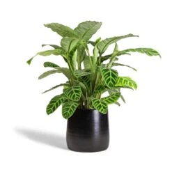 Calathea Zebrina - Zebra Plant -HousePlants Shop Calathea zebrina Zebra Plant 19x70cm Akemi Plant Pot Carbon Black 27x25cm