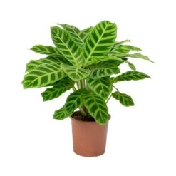 Calathea Zebrina - Zebra Plant -HousePlants Shop Calathea zebrina Zebra Plant