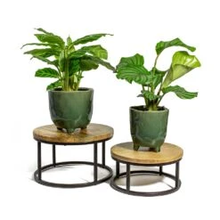 Calathea Zebrina - Zebra Plant -HousePlants Shop Calathea zebrina Zebra Plant Calathea orbifolia kaat green plant pot lois plant stand 5a2cd767 8522 4417 aba7 61fd027e0244