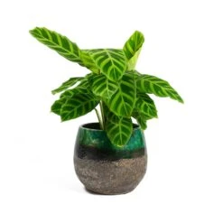 Calathea Zebrina - Zebra Plant -HousePlants Shop Calathea zebrina Zebra Plant Lindy Plant Pot Black Green f4ac792d e96d 4d28 8651 ca3417204dfc