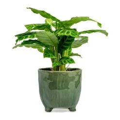 Calathea Zebrina - Zebra Plant -HousePlants Shop Calathea zebrina Zebra Plant kaat green plant pot