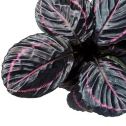 HousePlants Shop -HousePlants Shop CalathearoseopictaDottie RosePaintedCalathea