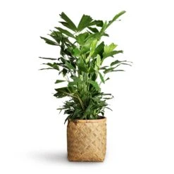 Zayn Bamboo Planter -HousePlants Shop Caryota mitis Fish Tail Palm 24x115cm Zayn Bamboo Planter 31.5x33cm 2 8c91a857 9056 4fc9 91bb 49927de47e7f
