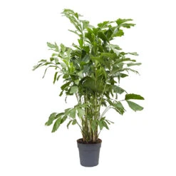 Caryota Mitis - Fish Tail Palm -HousePlants Shop Caryota mitis Fish Tail Palm 27cm