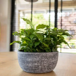 Cas Plant Bowl - Anthracite -HousePlants Shop CasPlantBowl Anthracite 1