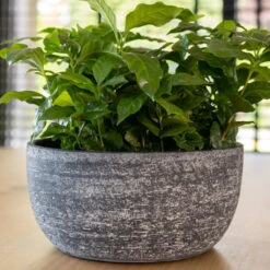 Cas Plant Bowl - Anthracite -HousePlants Shop CasPlantBowl Anthracite 3
