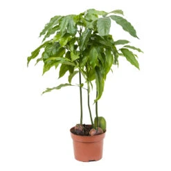 Castanospermum Australe - Moreton Bay Chestnut -HousePlants Shop Castanospermum australe Moreton Bay Chestnut 12cm