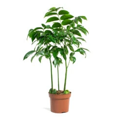 Castanospermum Australe - Moreton Bay Chestnut -HousePlants Shop Castanospermum australe Moreton Bay Chestnut 12cm 32ab1e60 8876 4c6c 918d 94e773d83107