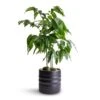 Castanospermum Australe - Moreton Bay Chestnut -HousePlants Shop Castanospermum australe Moreton Bay Chestnut 12x45cm Hadleigh Plant Pot Charcoal 14x13cm