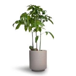 Castanospermum Australe - Moreton Bay Chestnut -HousePlants Shop Castanospermum australe Moreton Bay Chestnut 12x45cm Suzi Plant Pot Grey Washed 15x16 1745f2fb 52ce 402a 9354 d7676920cb4f