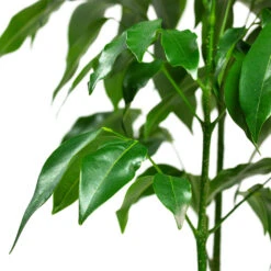 Castanospermum Australe - Moreton Bay Chestnut -HousePlants Shop Castanospermum australe Moreton Bay Chestnut Close Up