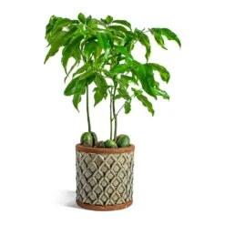 Castanospermum Australe - Moreton Bay Chestnut -HousePlants Shop Castanospermum australe Moreton Bay Chestnut liam grey plant pot 03875835 7606 4ab2 beec 579645fc099c