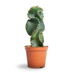Cereus Forbesii Spiralis - Spiralled Cereus -HousePlants Shop Cereus forbesii spiralis Spiralled Cereus 10x10cm 1
