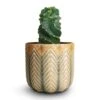 Cereus Forbesii Spiralis - Spiralled Cereus 2 Cereus Forbesii Spiralis - Spiralled Cereus -HousePlants Shop Cereus forbesii spiralis Spiralled Cereus 10x10cm Cecil Plant Pot Taupe 13x12cm