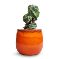 Cereus Forbesii Spiralis - Spiralled Cereus -HousePlants Shop Cereus forbesii spiralis Spiralled Cereus 10x20cm Charlotte Plant Pot Orange 19x16cm 17d5cab8 2d10 4e71 9e25 cb03390b15de