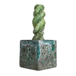 Cereus Forbesii Spiralis - Spiralled Cereus -HousePlants Shop Cereus forbesii spiralis Spiralled Cereus 10x20cm Lava Cube Relic Planter Jade 16x16x16cm
