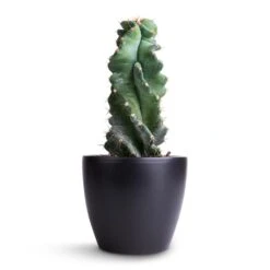Cereus Forbesii Spiralis - Spiralled Cereus -HousePlants Shop Cereus forbesii spiralis Spiralled Cereus 10x20cm Sven Plant Pot Black 13x11cm bcc65877 a6ed 402d 978f 18ee27821652
