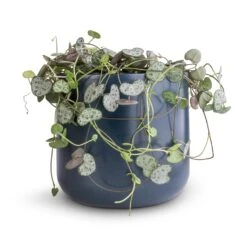 Ceropegia Woodii - String Of Hearts -HousePlants Shop Ceropegia woodii String of Hearts 12x25cm no hanger Lisbon Plant Pot Navy 13x13cm