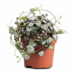 Ceropegia Woodii - String Of Hearts -HousePlants Shop Ceropegia woodii String of Hearts 12x25cm no hanger