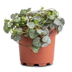 Ceropegia Woodii - String Of Hearts -HousePlants Shop Ceropegia woodii String of Hearts 12x25cm no hanger 3a3af313 125a 49d0 862c b0d9b0edeab8