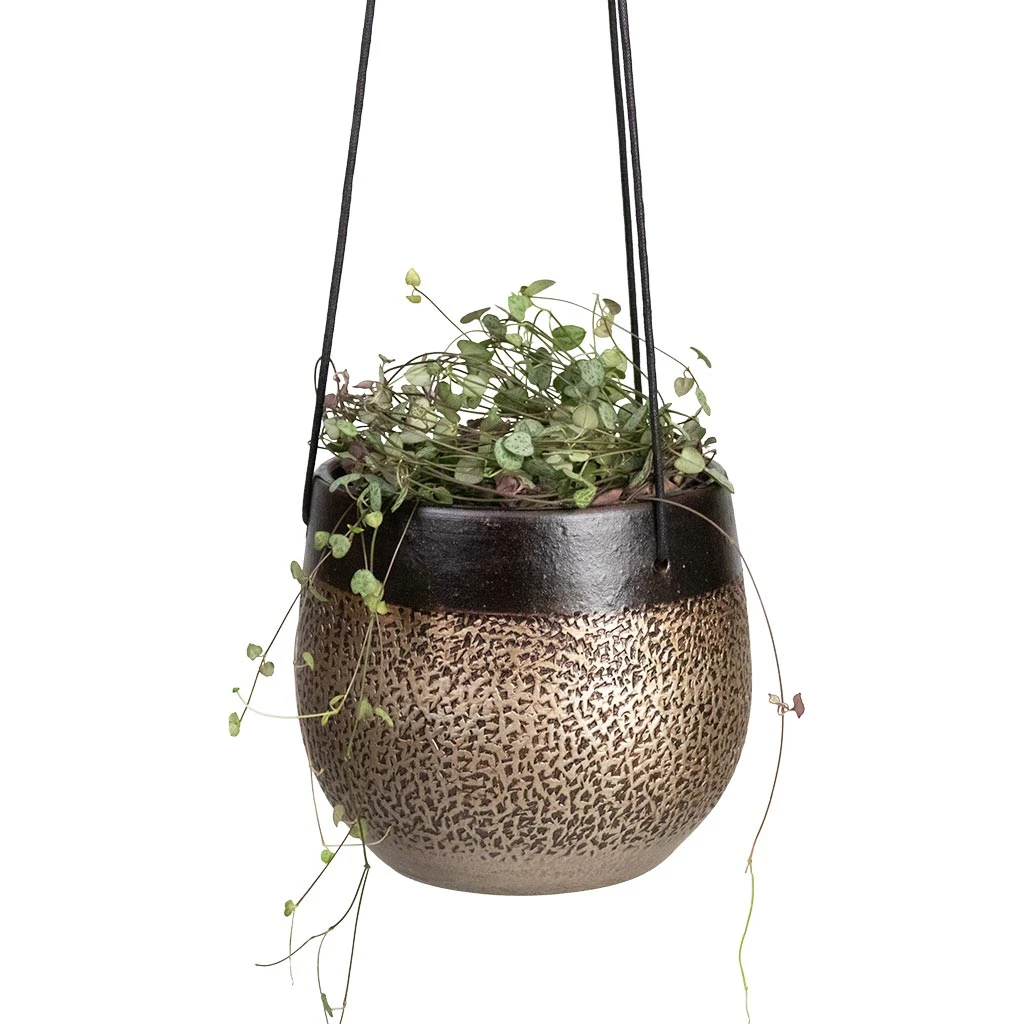 Mya Hanging Planter - Deep Champagne 4 Mya Hanging Planter - Deep Champagne - Image 2