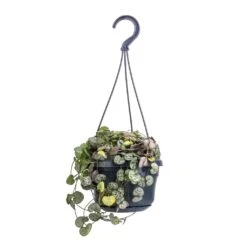 Ceropegia Woodii - String Of Hearts -HousePlants Shop Ceropegia woodii String of Hearts 14x30cm no hanger 4a520238 4e5a 4654 b668 1c8fee9d3611