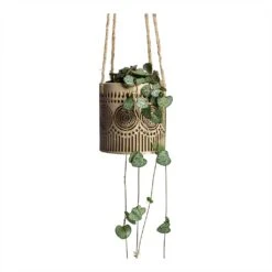 Ceropegia Woodii - String Of Hearts -HousePlants Shop Ceropegia woodii String of Hearts 8x20cm no hanger Syb Hanging Planters Set of 2 Gold