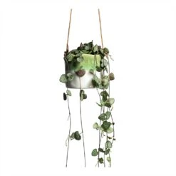 Ceropegia Woodii - String Of Hearts -HousePlants Shop Ceropegia woodii String of Hearts 8x20cm no hanger Wave Hanging Indoor Pot