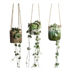 Ceropegia Woodii - String Of Hearts -HousePlants Shop Ceropegia woodii String of Hearts 8x20cm no hanger in 3 pots