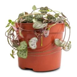 Ceropegia Woodii - String Of Hearts -HousePlants Shop Ceropegia woodii String of Hearts 8x20cm no hanger