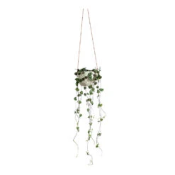 Ceropegia Woodii - String Of Hearts -HousePlants Shop Ceropegia woodii String of Hearts Dot Hanging Indoor Pot