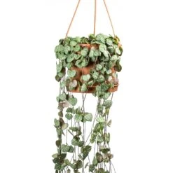 Ceropegia Woodii - String Of Hearts -HousePlants Shop Ceropegia woodii String of Hearts Large Leaves