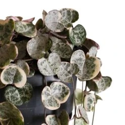 Ceropegia Woodii - Variegated String Of Hearts -HousePlants Shop Ceropegia woodii variegata Variegated String of Hearts 4