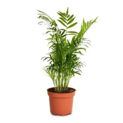 Chamaedorea Elegans - Parlour Palm -HousePlants Shop Chamaedorea elegans Parlour Palm 12x40cm