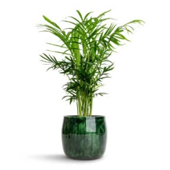 Babet Plant Pot - Pine -HousePlants Shop Chamaedorea elegans Parlour Palm 12x40cm Babet Plant Pot Pine 14x12cm