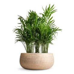 Chamaedorea Elegans - Parlour Palm -HousePlants Shop Chamaedorea elegans Parlour Palm 12x40cm multi Ryan Plant Bowl Sand Gold 28x13cm 7f60374f 184e 4528 98a1 a95ffa59c815