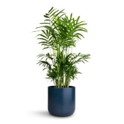 Chamaedorea Elegans - Parlour Palm -HousePlants Shop Chamaedorea elegans Parlour Palm 14x50cm Lisbon Plant Pot Navy 15x15cm