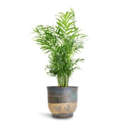 Aico Plant Pot - Shiny Blue 15 Aico Plant Pot - Shiny Blue -HousePlants Shop Chamaedorea elegans Parlour Palm 17x60cm Aico Plant Pot Shiny Blue 22x20cm 84a0fdd1 aeb1 4901 9e78 1b8df009c117
