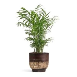 Aico Plant Pot - Shiny Brown -HousePlants Shop Chamaedorea elegans Parlour Palm 17x60cm Aico Plant Pot Shiny Brown 22x20cm 1062ebd0 5a9c 4659 8ce0 17940e6787de