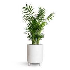 Pisa Plant Pot - White -HousePlants Shop Chamaedorea elegans Parlour Palm 17x60cm Pisa Plant Pot White 20x24cm