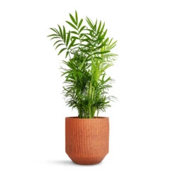 Chamaedorea Elegans - Parlour Palm -HousePlants Shop Chamaedorea elegans Parlour Palm 17x60cm Solento Plant Pot Terracotta Speckle 20x18.5cm 1f1891d5 eb6f 4880 b47a 75d52531487a