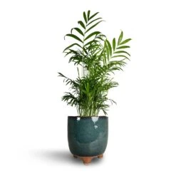 Chamaedorea Elegans - Parlour Palm -HousePlants Shop Chamaedorea elegans Parlour Palm 17x70cm Kaat Plant Pot Petrol 20x20cm