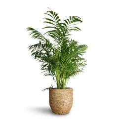 Chamaedorea Elegans - Parlour Palm -HousePlants Shop Chamaedorea elegans Parlour Palm 20x100cm Cody Plant Pot Straw Grass 27x26cm