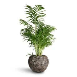 Chamaedorea Elegans - Parlour Palm -HousePlants Shop Chamaedorea elegans Parlour Palm 20x100cm Luxe Lite Moon Globe Planter Bronze 33x24cm 0455eb36 6f4e 4edc bead 8c2e1c424eb1