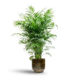 Sanna Plant Pot - Savanna -HousePlants Shop Chamaedorea elegans Parlour Palm 20x100cm Sanna Plant Pot Savanna 25x23cm 99bdcfa8 358c 404b ac1a fd6ee3adfccc