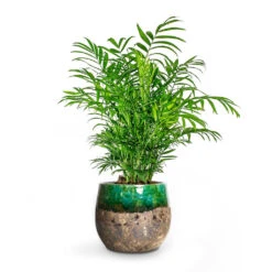 Chamaedorea Elegans - Parlour Palm -HousePlants Shop Chamaedorea elegans Parlour Palm Lindy Plant Pot Green
