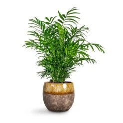 Chamaedorea Elegans - Parlour Palm -HousePlants Shop Chamaedorea elegans Parlour Palm Lindy Plant Pot Ochre 6442324a 81b2 48a5 9505 33a2bb230c35