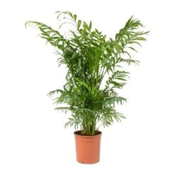 Chamaedorea Elegans - Parlour Palm -HousePlants Shop Chamaedorea elegans Parlour Palm Medium