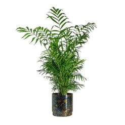 Chamaedorea Elegans - Parlour Palm -HousePlants Shop Chamaedorea elegans Parlour Palm Minou Metal Plant Pots Set of 3 Copper Black